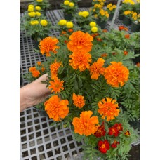 Marigold